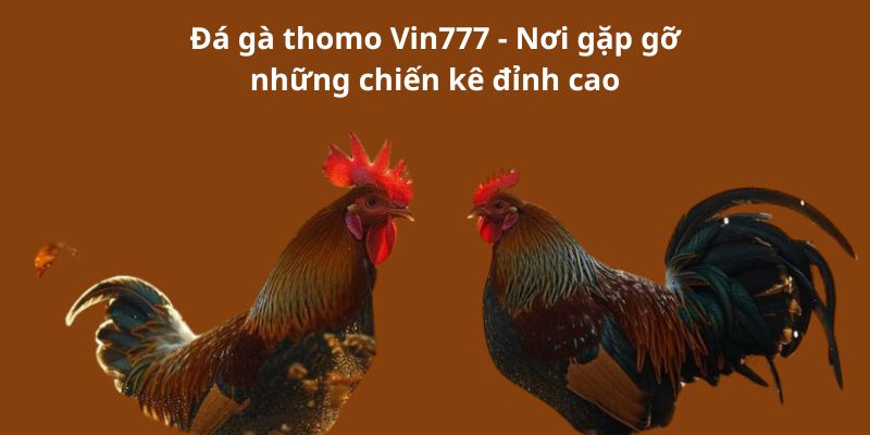 Đá gà thomo Vin777 - Nơi gặp gỡ những chiến kê đỉnh cao