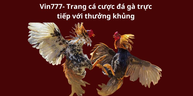 Vin777- Trang cá cược đá gà trực tiếp với thưởng khủng