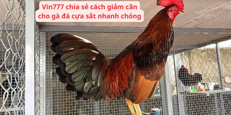 Vin777 chia sẻ cách giảm cân cho gà đá cựa sắt nhanh chóng