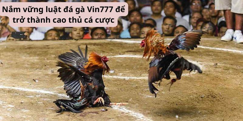 Nắm vững luật đá gà Vin777 để trở thành cao thủ cá cược