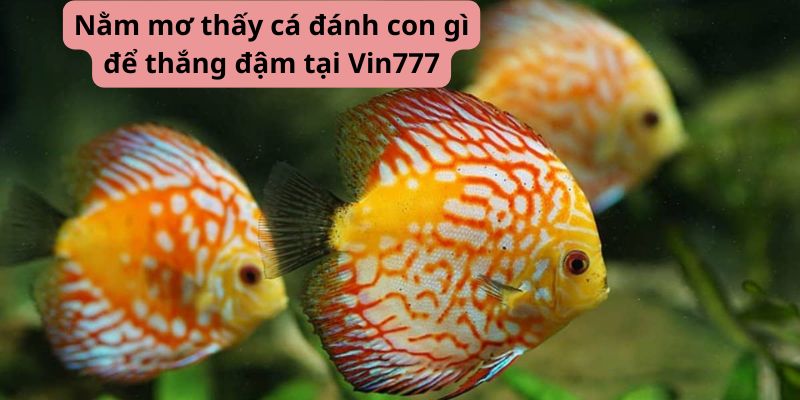 Giải thích giấc mơ thấy cá và chiến thắng lớn tại Vin777