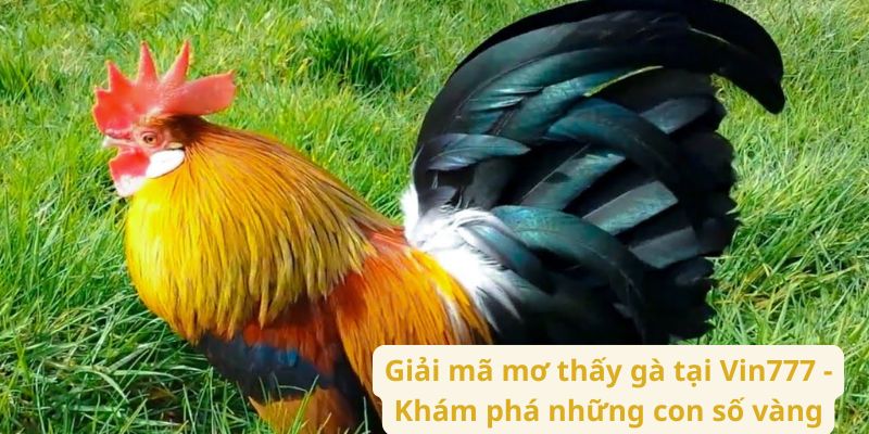 Giải mã mơ thấy gà tại Vin777 - Khám phá những con số vàng