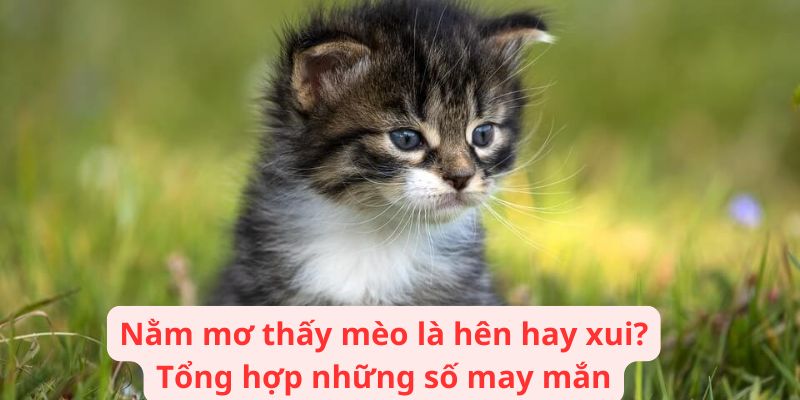 Nằm mơ thấy mèo là hên hay xui? Tổng hợp những số may mắn