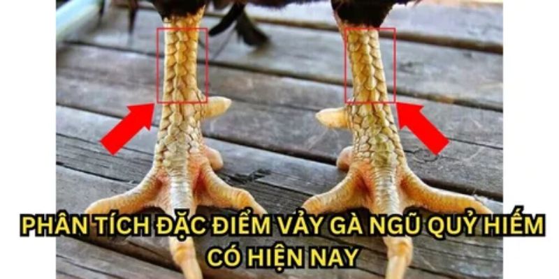 Vin777 - Đặc điểm nhận biết vảy gà ngũ quỷ chi tiết nhất